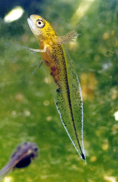 Kammolchei
